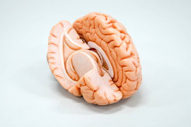 Eğitim için insan beyni anatomisi modeli