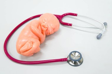Sağlıklı konsept: Steteskoplu insan fetüsü modeli