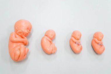 Fetüs, canlı organizmaların doğum öncesi gelişiminin bir aşamasıdır. İnsan gelişiminde