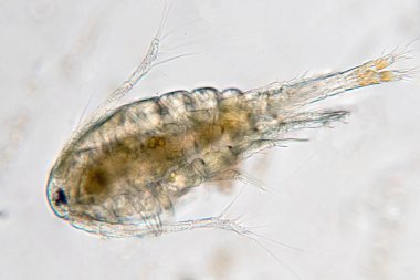 Kopepod (Zooplankton), deniz ve tatlı su habitatlarında bulunan küçük bir kabuklulardır..