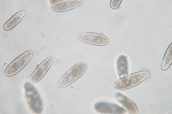 테트라 하이메나 Tetrahymena 현미경을 단세포 세균성 원생동물 Unicellular Ciliated Protozoan — 스톡 사진