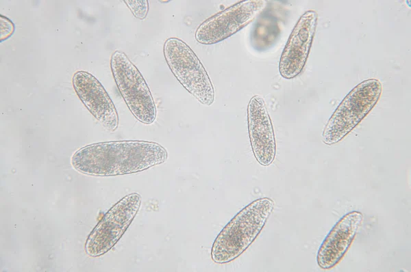 테트라 하이메나 Tetrahymena 현미경을 단세포 세균성 원생동물 Unicellular Ciliated Protozoan — 스톡 사진