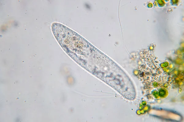 パラセシウム カウダムは 顕微鏡下での単細胞性原虫と細菌の属である — ストック写真