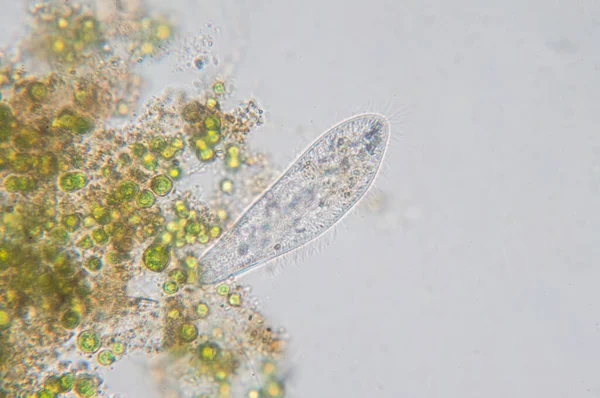 Paramecium Caudatum Genere Protozoo Unicellulare Ciliato Batterio Microscopio — Foto Stock