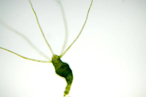 Hydra Jest Rodzajem Małych Zwierząt Słodkowodnych Rodzaju Cnidaria Klasy Hydrozoa — Zdjęcie stockowe