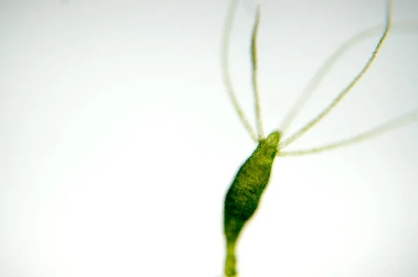 Hydra Ett Släkte Små Sötvattensdjur Fylum Cnidaria Och Klass Hydrozoa — Stockfoto