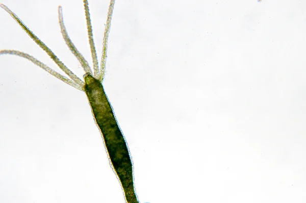 ヒドラ Hydha キダリア属とヒドロゾア属の小さな淡水動物の属である — ストック写真