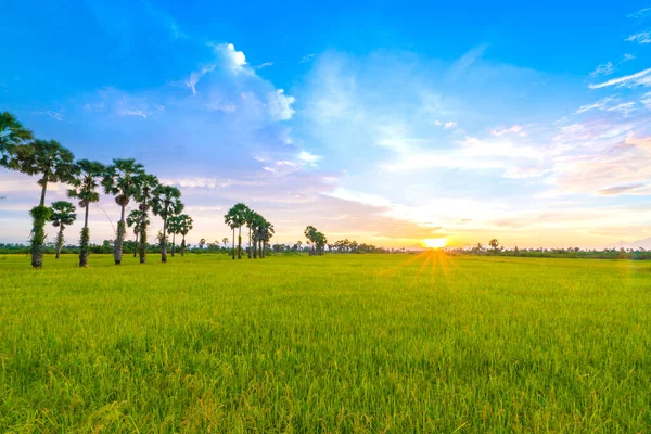 Campos Arroz Paisagem Fundo Pôr Sol — Fotografia de Stock