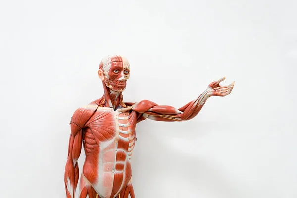 Human Anatomy Model Education — Stock Photo, Image