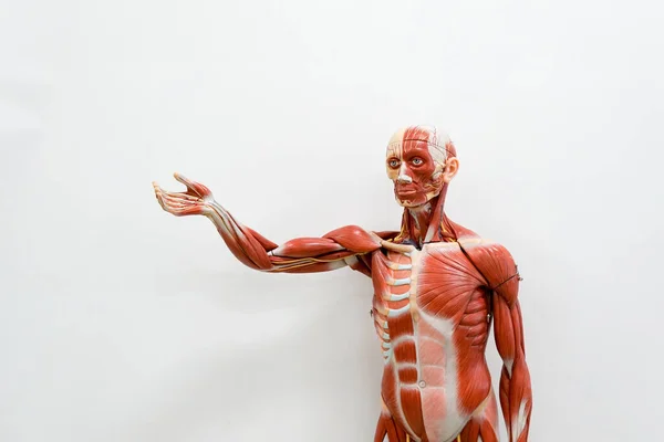 Modelo Anatomia Humana Para Educação — Fotografia de Stock