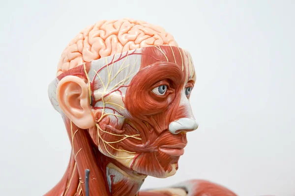Modelo Anatomia Cabeça Humana Para Educação — Fotografia de Stock
