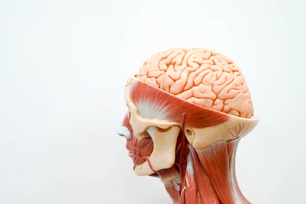 Modelo Anatomía Cabeza Humana Para Educación —  Fotos de Stock