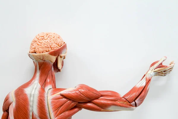 Human Muscle Anatomy Education — Stock Photo, Image