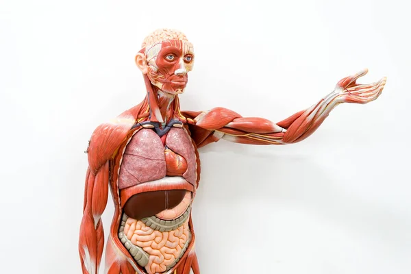 Modelo Anatomía Humana Para Educación —  Fotos de Stock