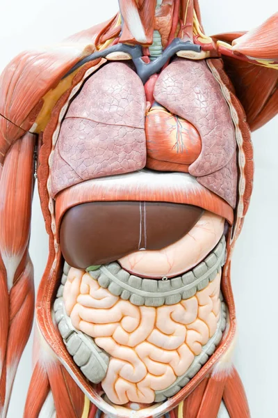Модель Анатомии Человека Образовании — стоковое фото