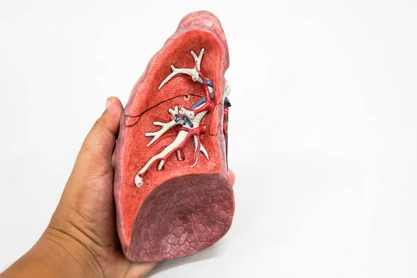 教育のためのヒト肺解剖学モデル — ストック写真