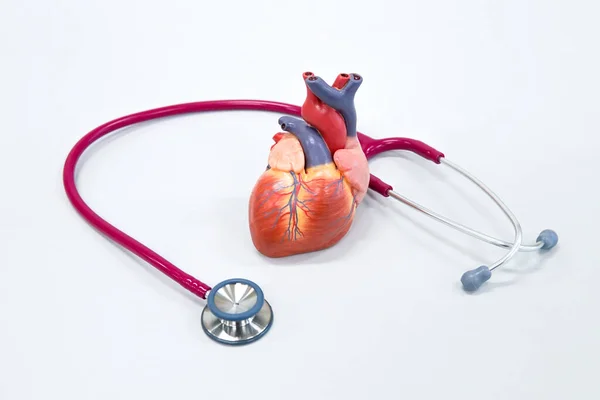 健康的な概念 聴診器を備えた人間の心臓モデル — ストック写真