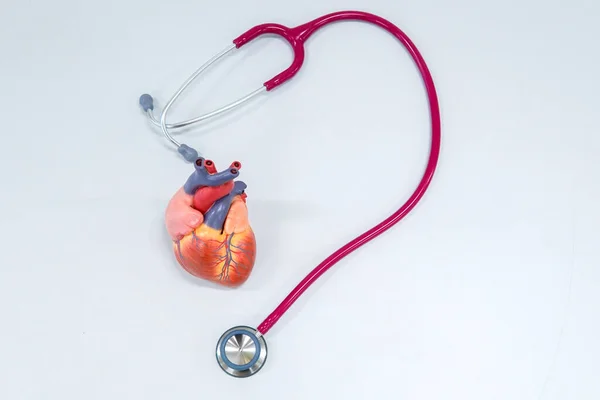 Gesundes Konzept Menschliches Herzmodell Mit Stethoskop — Stockfoto