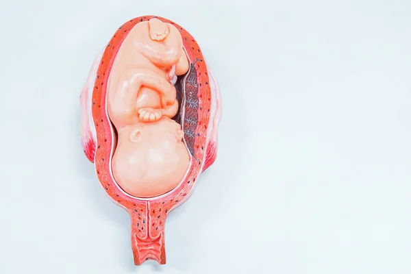 Feto Una Etapa Desarrollo Prenatal Organismos Vivos Desarrollo Humano — Foto de Stock