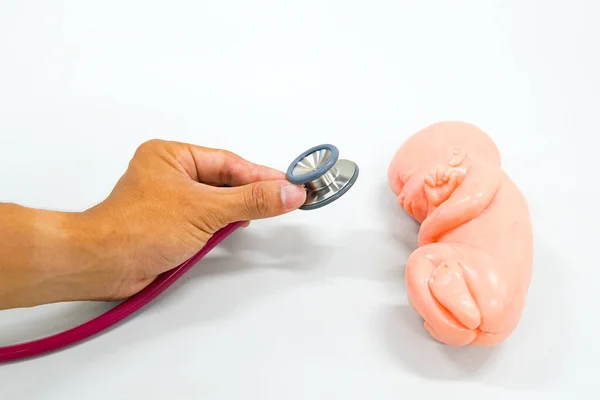Zdrowa Koncepcja Model Ludzkiego Płodu Stetoskopem — Zdjęcie stockowe