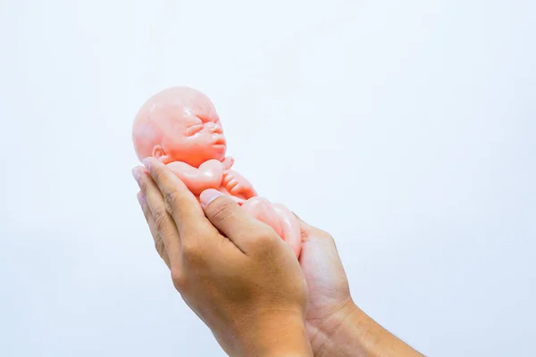 Das Fötus Modell Der Hand — Stockfoto