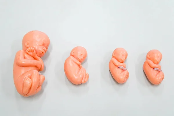 Fetus Stage Prenatal Development Viviparous Organisms Human Development — Stock Photo, Image