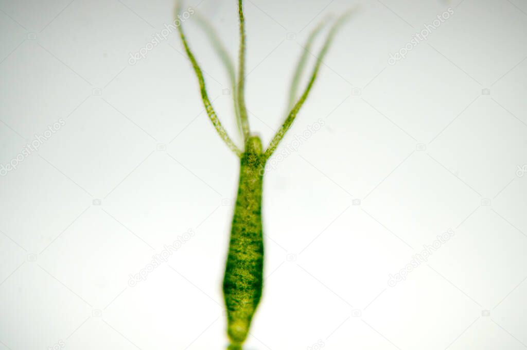 Hydra is a genus of small fresh-water animals of the phylum Cnidaria and class Hydrozoa.