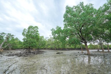 Kıyı bölgesindeki tropik mangrov ormanları.