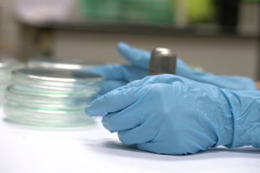 Petri kabının içinde asılı duran Dökme Tabağı metodu