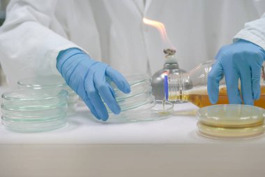 Petri kabının içinde asılı duran Dökme Tabağı metodu