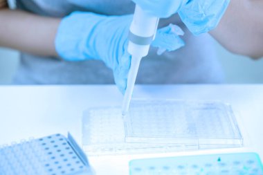 Bilim adamı pipeti, numuneyi test mikro plakasına bırakıyor..