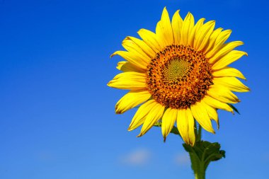 Mavi gökyüzüne karşı Ayçiçeği.