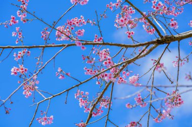 Kiraz çiçeği Sakura mavi gökyüzü ile birlikte Phu Lom Lo, Loei, Tayland.