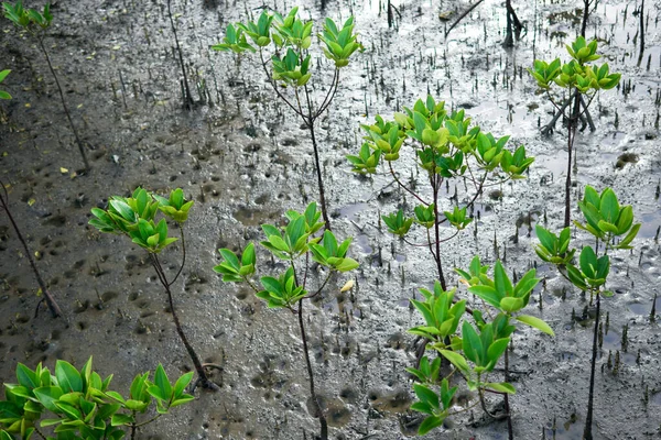 Mladý Červený Mangrovník Rhizophora Apiculata Mangrovníkovém Lese — Stock fotografie