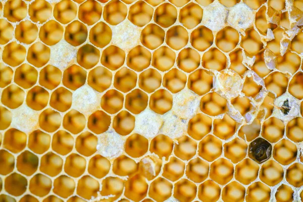 Closeup Honeycomb Apiary Texture Background Stock Image