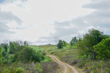 Ormanlarda küçük bir off-road