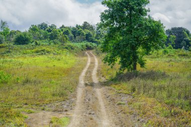 Ormanlarda küçük bir off-road