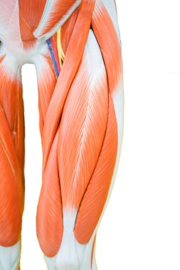 Eğitim için insan uyluk kası anatomisi.
