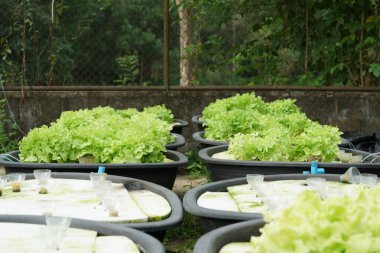 Aquaponic ya da hidroponik çiftçilikte taze organik meşe kültürü. Salata organik hidroponik çiftlik, yeşil salata sebze yaprağı, yeşil meşe ağacı.