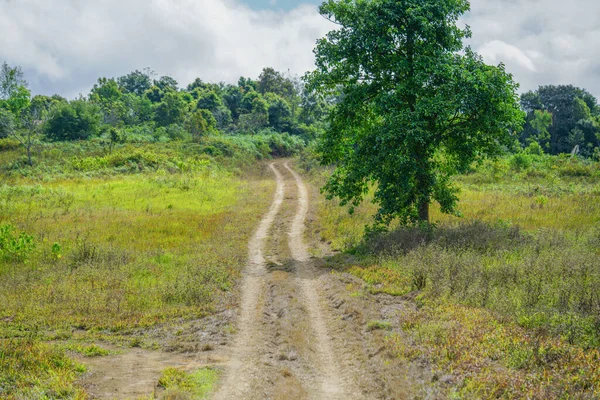 Ormanlarda küçük bir off-road