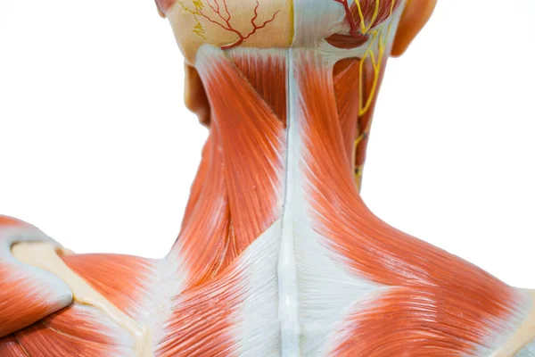 Anatomía Muscular Del Cuello Humano Para Educación —  Fotos de Stock