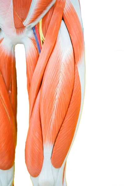 Eğitim için insan uyluk kası anatomisi.
