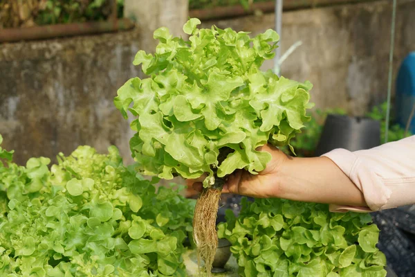 Fresh organic green oak culture in aquaponic or  hydroponic farming. Salad organic hydroponic farm, green salad Vegetable leaf, Green Oak