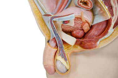 Anatomy of penis for the education physiology