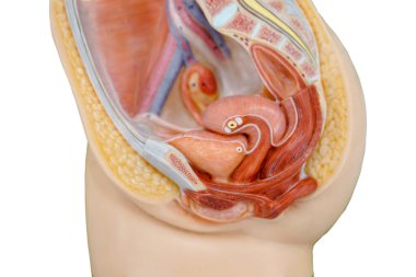 Vagina structure model for the education physiology.