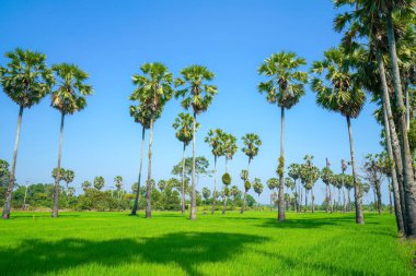 Yeşil Pirinç Tarlası ve Mavi Gök Tayland 'ın tınısı