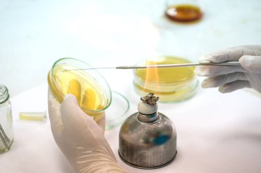 Tıbbi teknisyenler mikrobiyoloji ve laboratuvar araştırmalarında patojenlerin bakteri kültürü üzerinde çalışıyorlar..