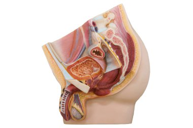 Anatomy of penis and male Urinary system for the  physiology education