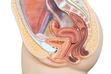 Vagina structure model for the education physiology. clipart