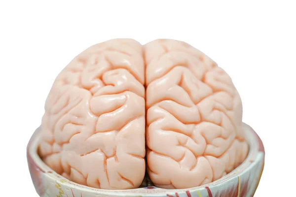 Modello Anatomico Del Cervello Umano Educazione Fisiologia — Foto Stock